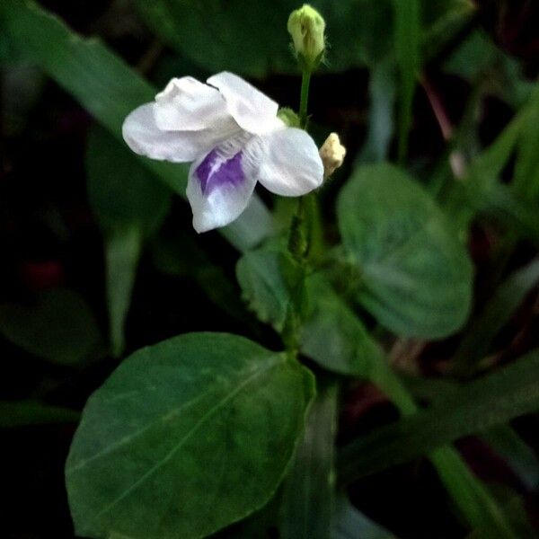 Asystasia gangetica Flower