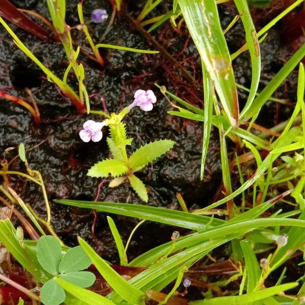 Bonnaya ciliata Kwiat