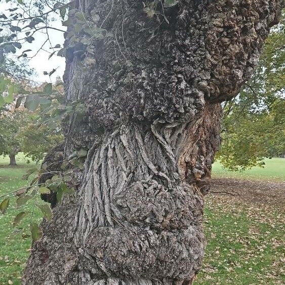 Ulmus pumila Escorça