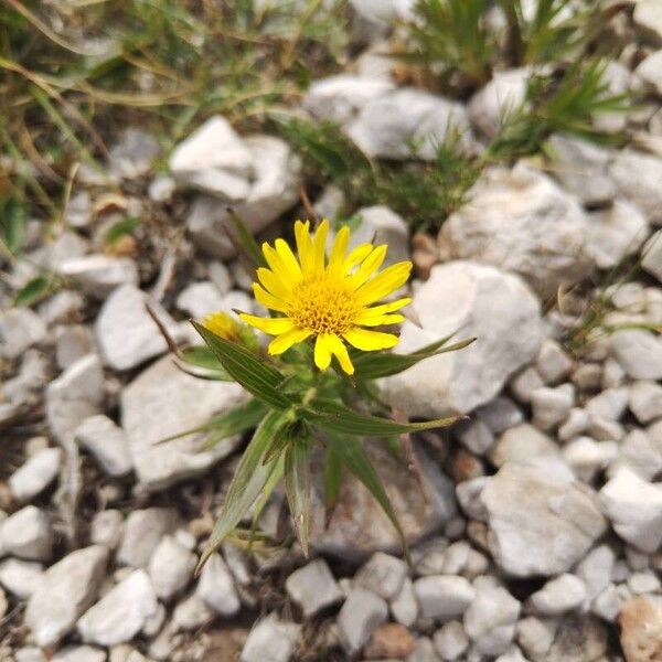 Pentanema ensifolium Çiçek