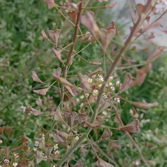 Capsella bursa-pastoris Plod