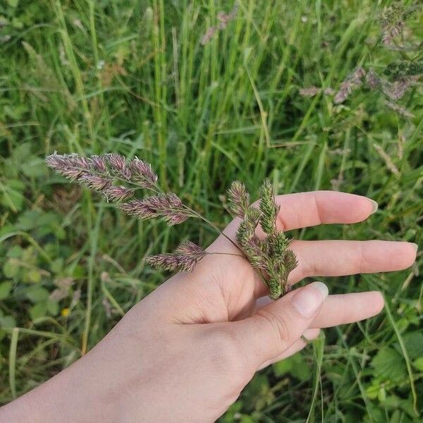 Dactylis glomerata Flower