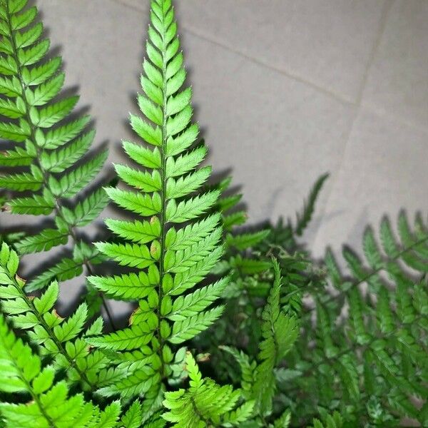 Polystichum rigens List