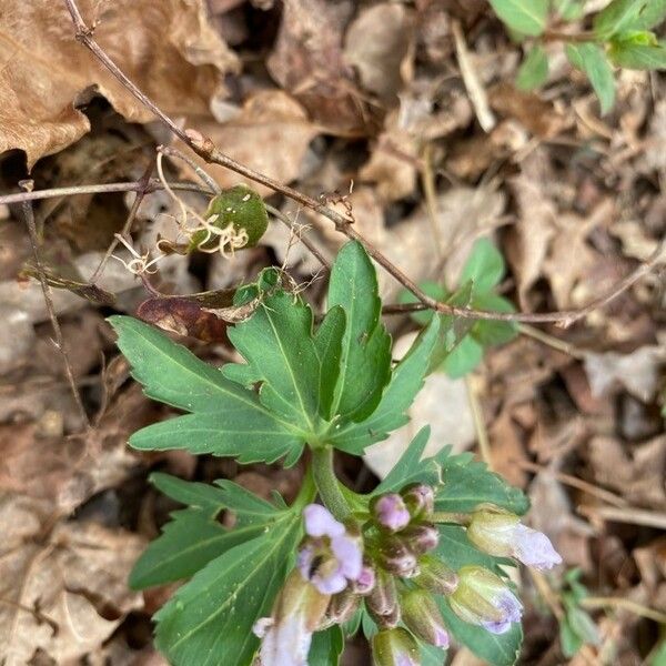 Cardamine concatenata Leaf