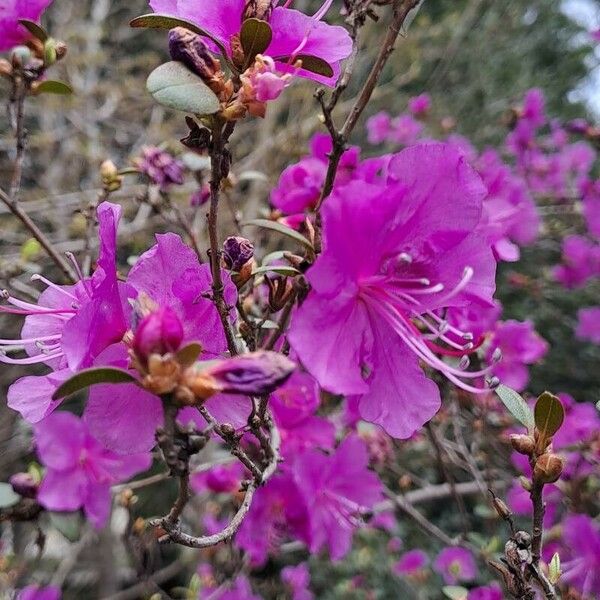 Rhododendron dauricum Fleur