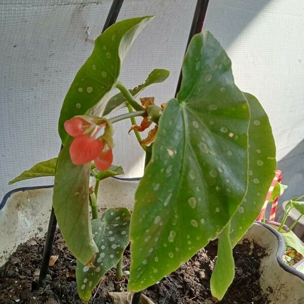 Begonia coccinea পাতা