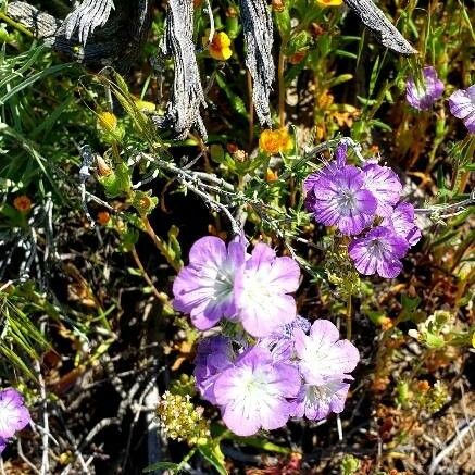 Phacelia linearis Flower