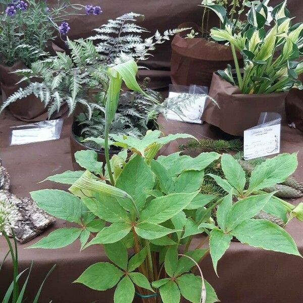 Arisaema tortuosum Folio