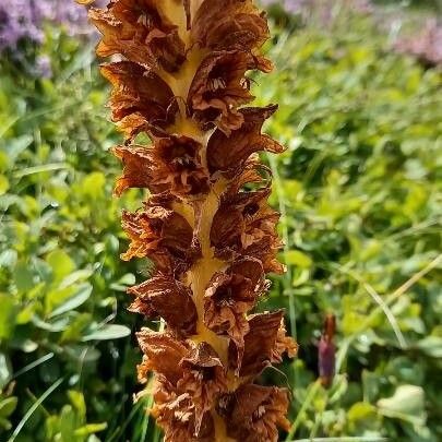 Orobanche rapum-genistae Bloem