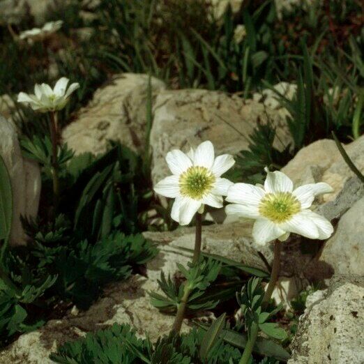 Callianthemum coriandrifolium Buveinė