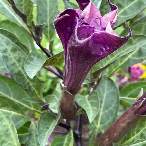 Datura metel Flor