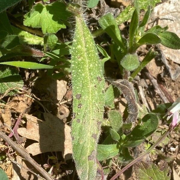 Echium angustifolium Frunză