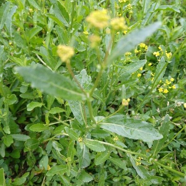 Rorippa austriaca Leaf