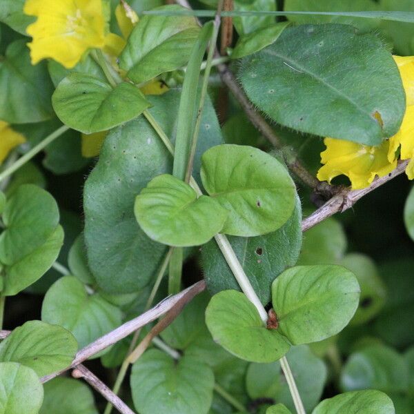 Lysimachia nummularia Hoja