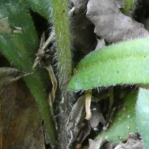 Pulmonaria longifolia Kora