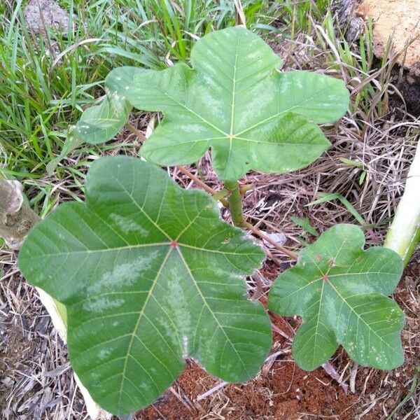 Cecropia obtusa Blad