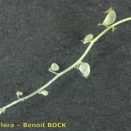 Utricularia minor Other