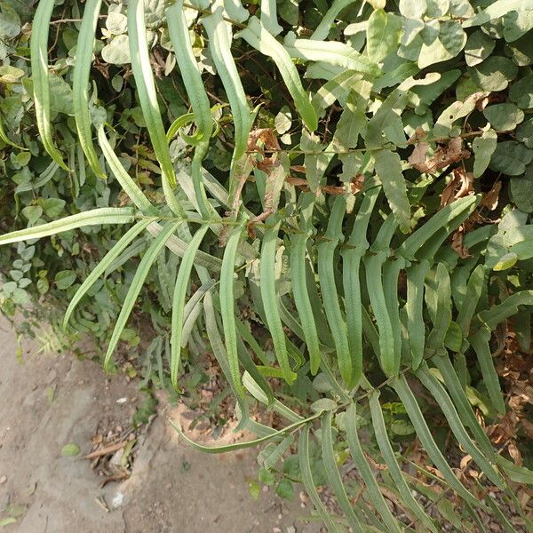 Pteris vittata Blad