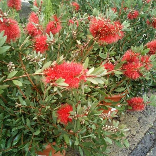 Callistemon citrinus Flor