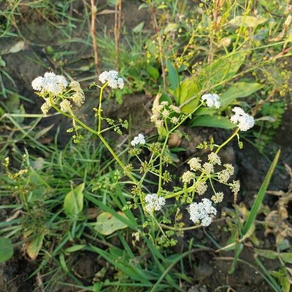 Oenanthe aquatica Flower