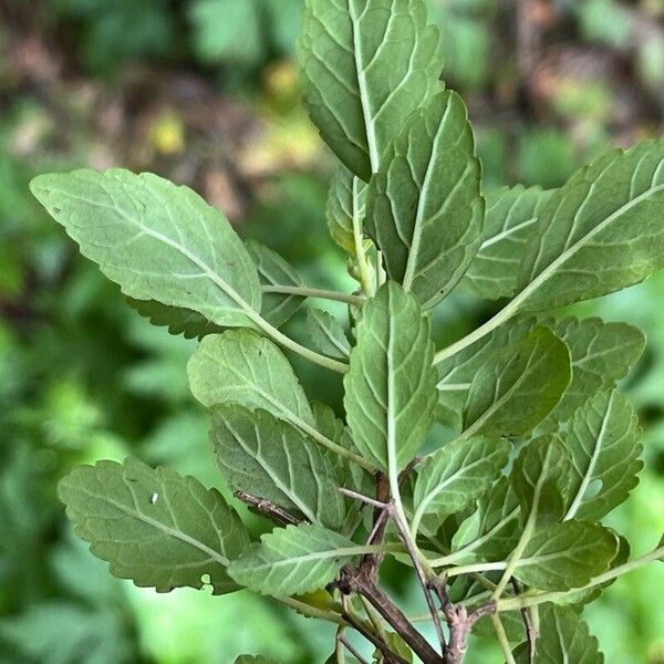 Bystropogon canariensis Leaf