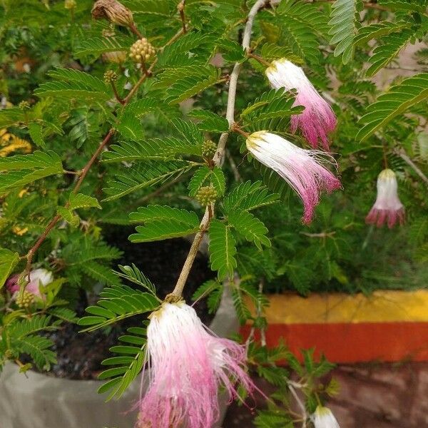 Calliandra surinamensis फूल