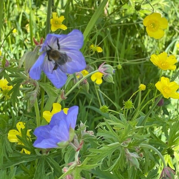 Geranium pratense Цвят