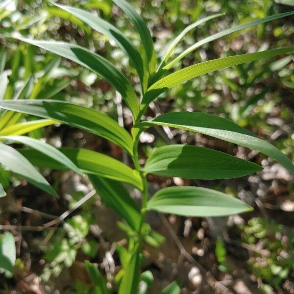 Maianthemum stellatum Blatt