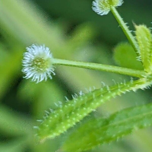 Galium aparine 果