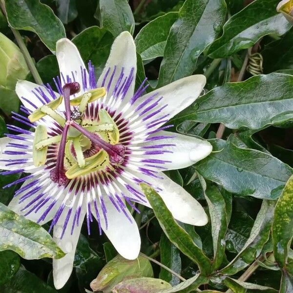 Passiflora caerulea Kvet