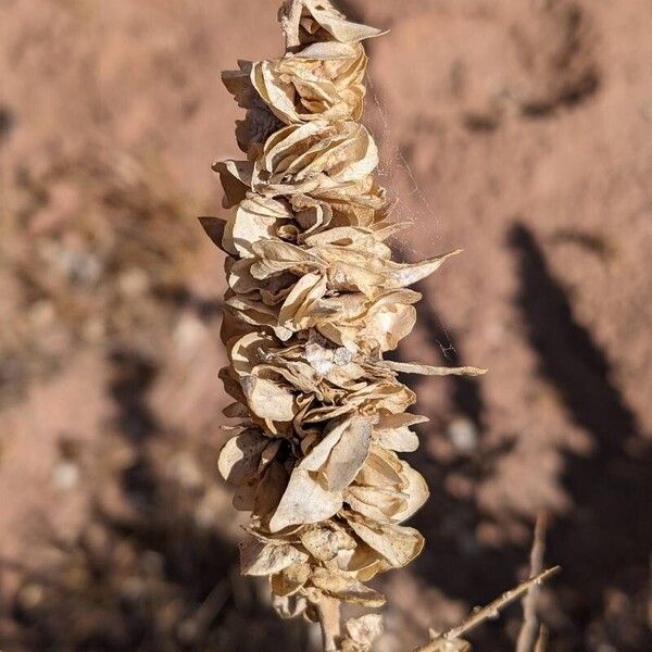 Atriplex canescens Froito