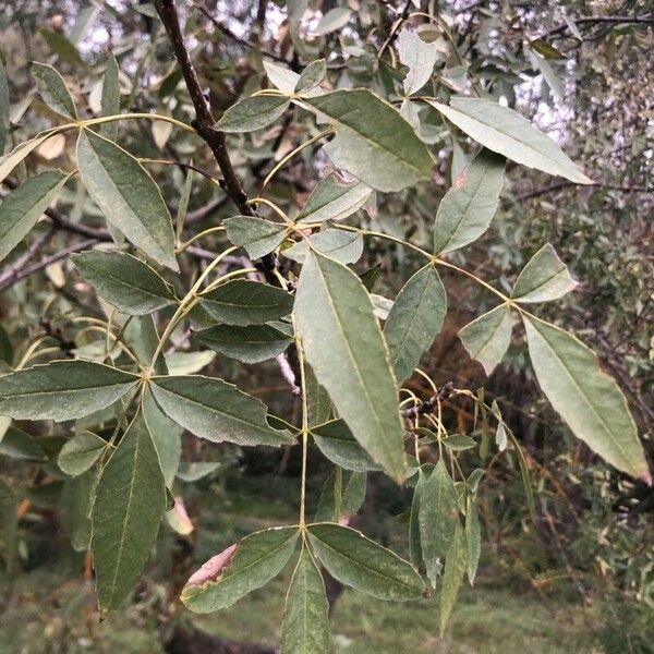 Fraxinus angustifolia Лист