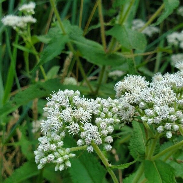 Eupatorium perfoliatum ᱵᱟᱦᱟ