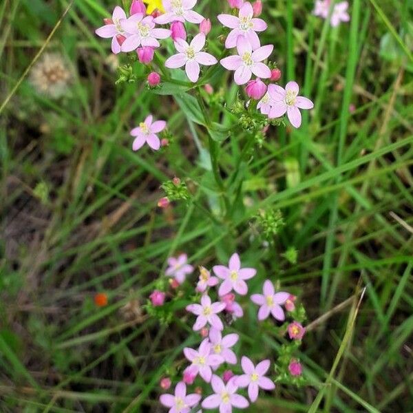 Centaurium erythraea Flors