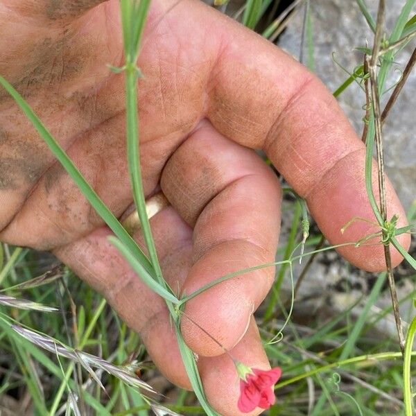 Lathyrus setifolius Leaf