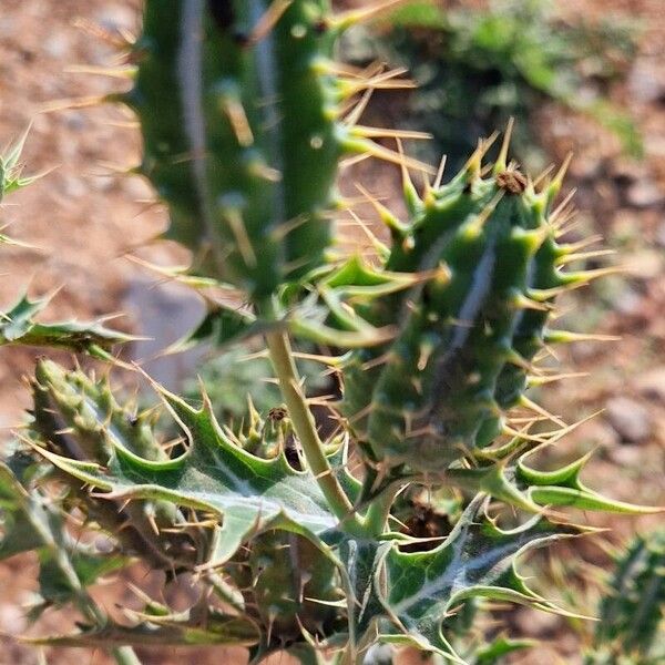 Argemone mexicana Fruit