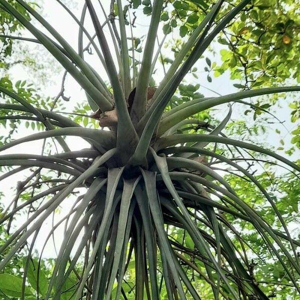 Tillandsia utriculata Φύλλο