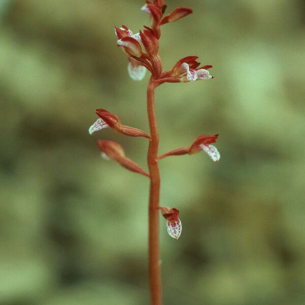 Corallorhiza wisteriana ফুল