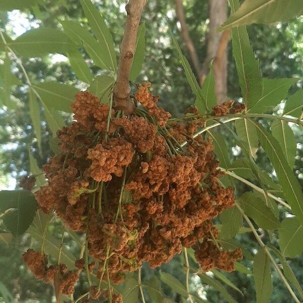 Fraxinus excelsior Flower