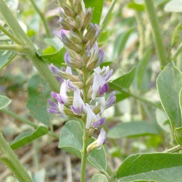 Glycyrrhiza glabra Flower