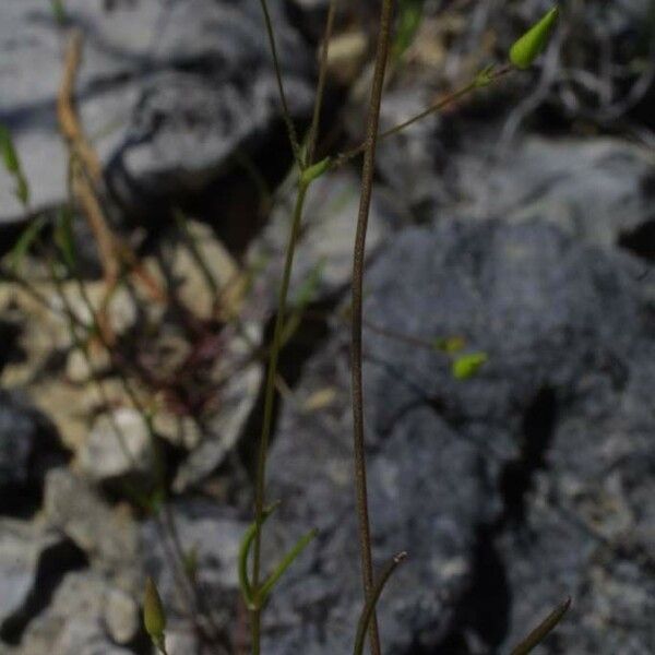 Mononeuria patula Habit