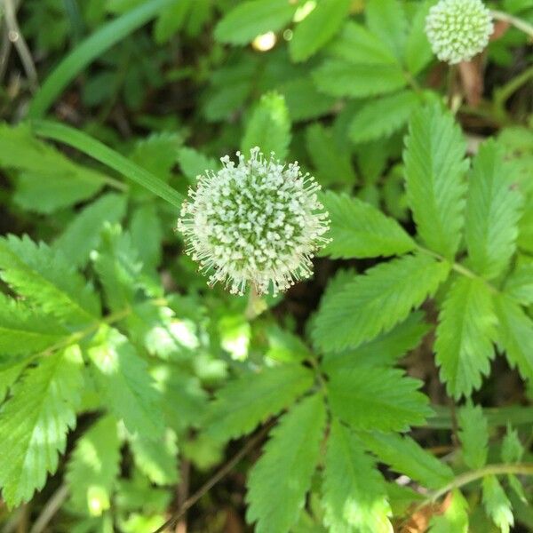 Acaena ovalifolia Άλλα