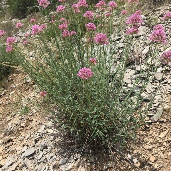 Centranthus lecoqii Habit