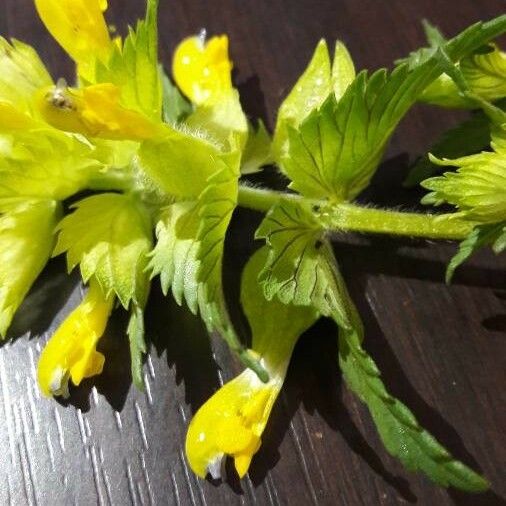 Rhinanthus major Flower