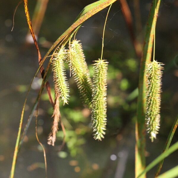 Carex pseudocyperus Цвят