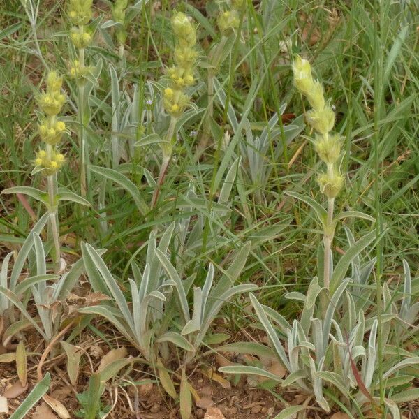 Phlomis lychnitis आदत