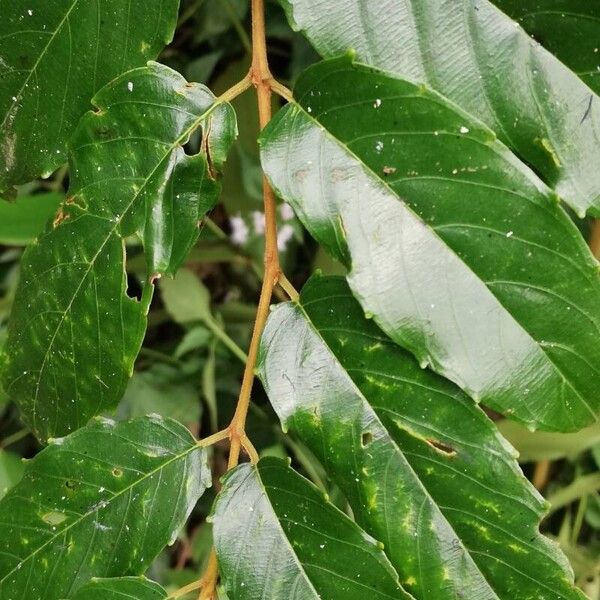 Maesopsis eminii Leaf