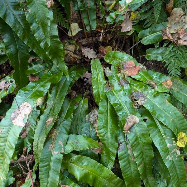 Asplenium scolopendrium ᱛᱟᱦᱮᱸ