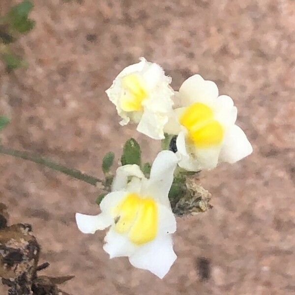 Linaria supina Blüte