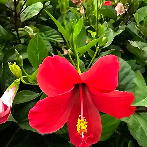 Hibiscus fragilis Flor